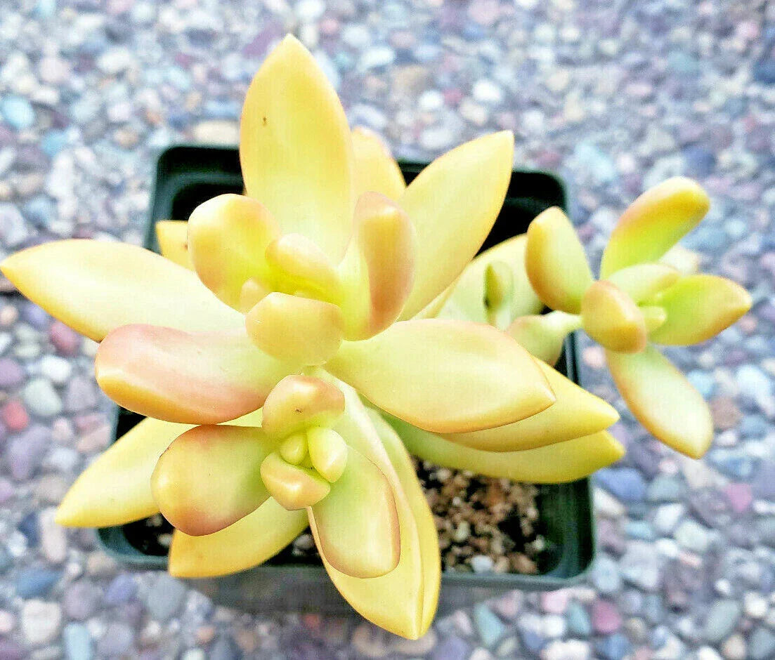 Sedum Adolphii Golden Glow - 2" Diameter Rooted Plants - Golden Sedum Succulent