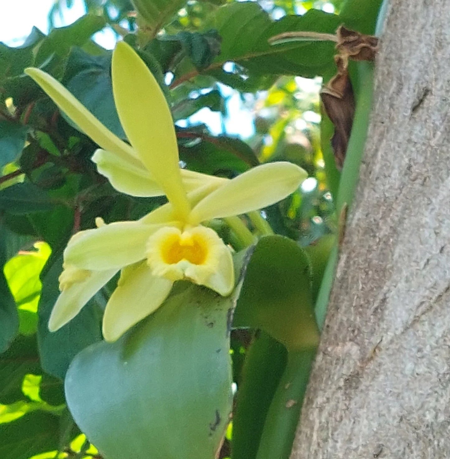 Vanilla Bean Orchid Cutting Live Plant with Aerial Roots - Vanilla planifolia Indoor/Outdoor