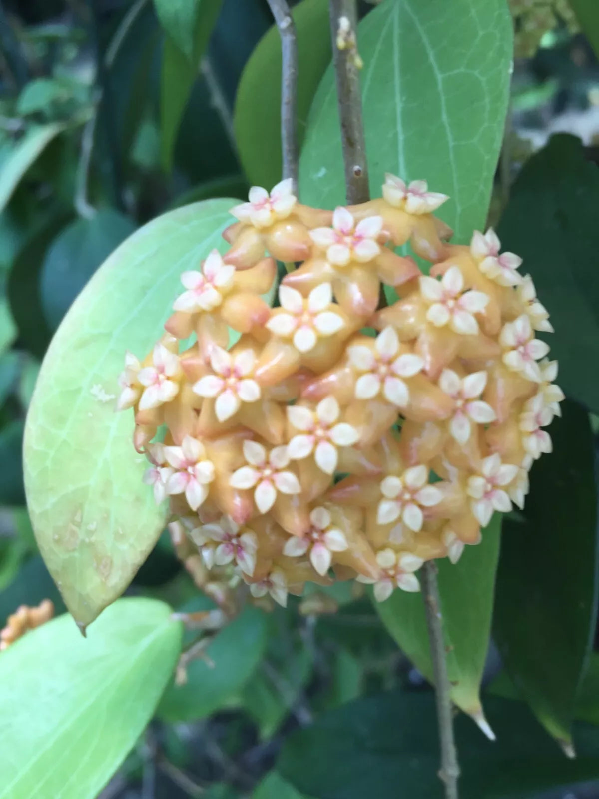 Hoya aff. fitchii Houseplant | Two Rooted Plants in 2.5" Pot | Indoor Climbing or Trailing Foliage