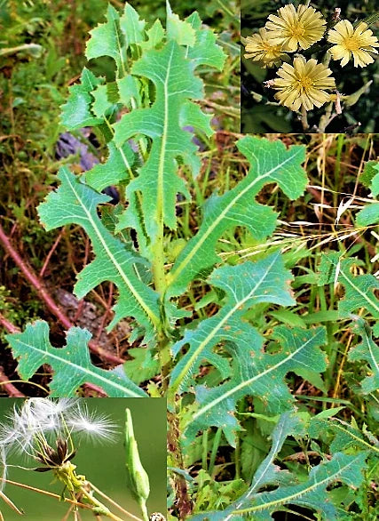 Wild Lettuce Seeds - 50+ Prickly Opium Lettuce (Lactuca serriola) Medicinal Herb