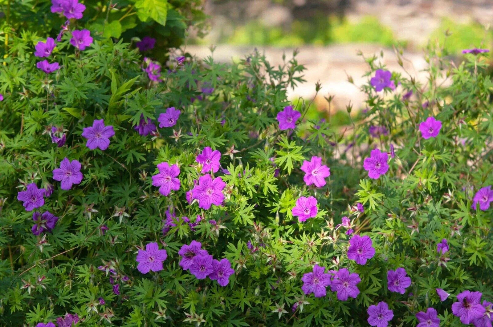 Cranesbill Wild Geranium Bare Roots - Organic Geranium maculatum Perennial Wildflower Pack of 5, Multicolor, Easy to Grow