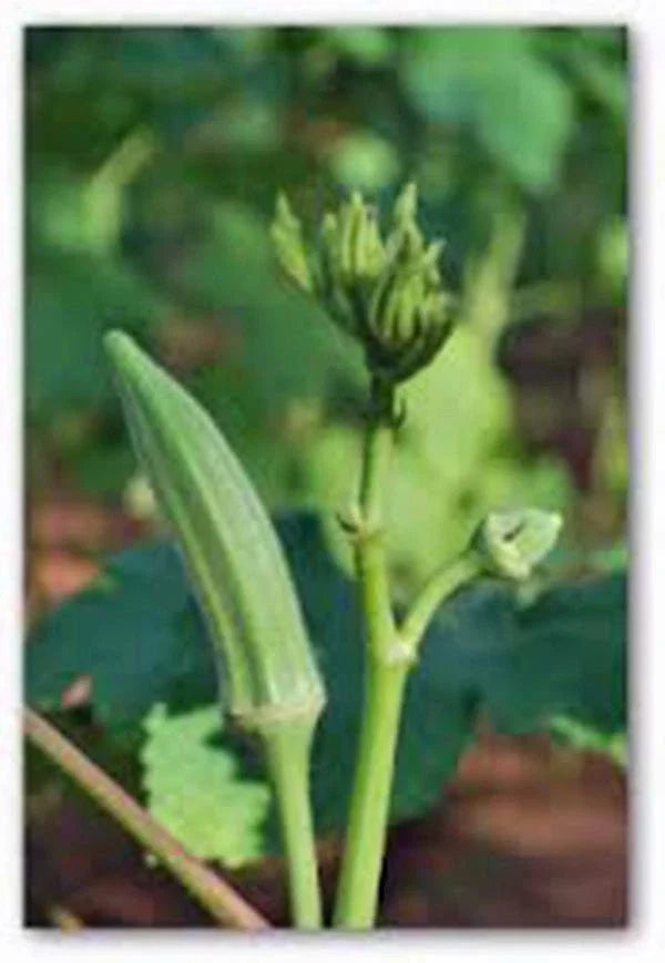 Okra Seeds 500 Count - Perkins Long Pod Heirloom, Non-GMO, Organic Abelmoschus esculentus Vegetable Seeds for Home Gardening