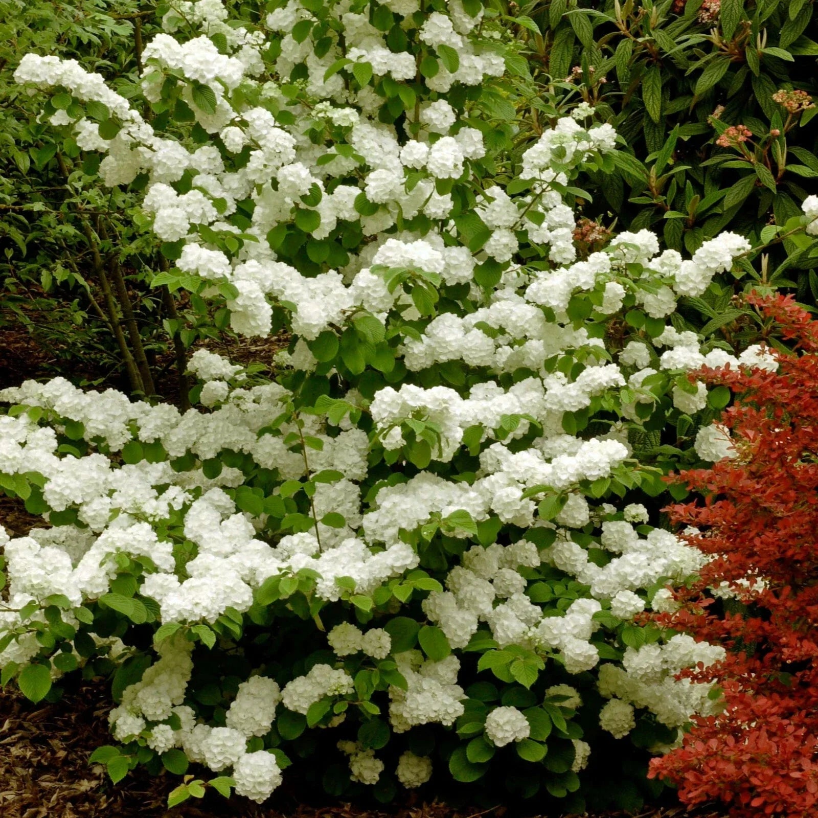 Popcorn Viburnum Live Plants 20-24 Inches Deciduous Shrub Viburnum plicatum f. plicatum for Garden Landscape