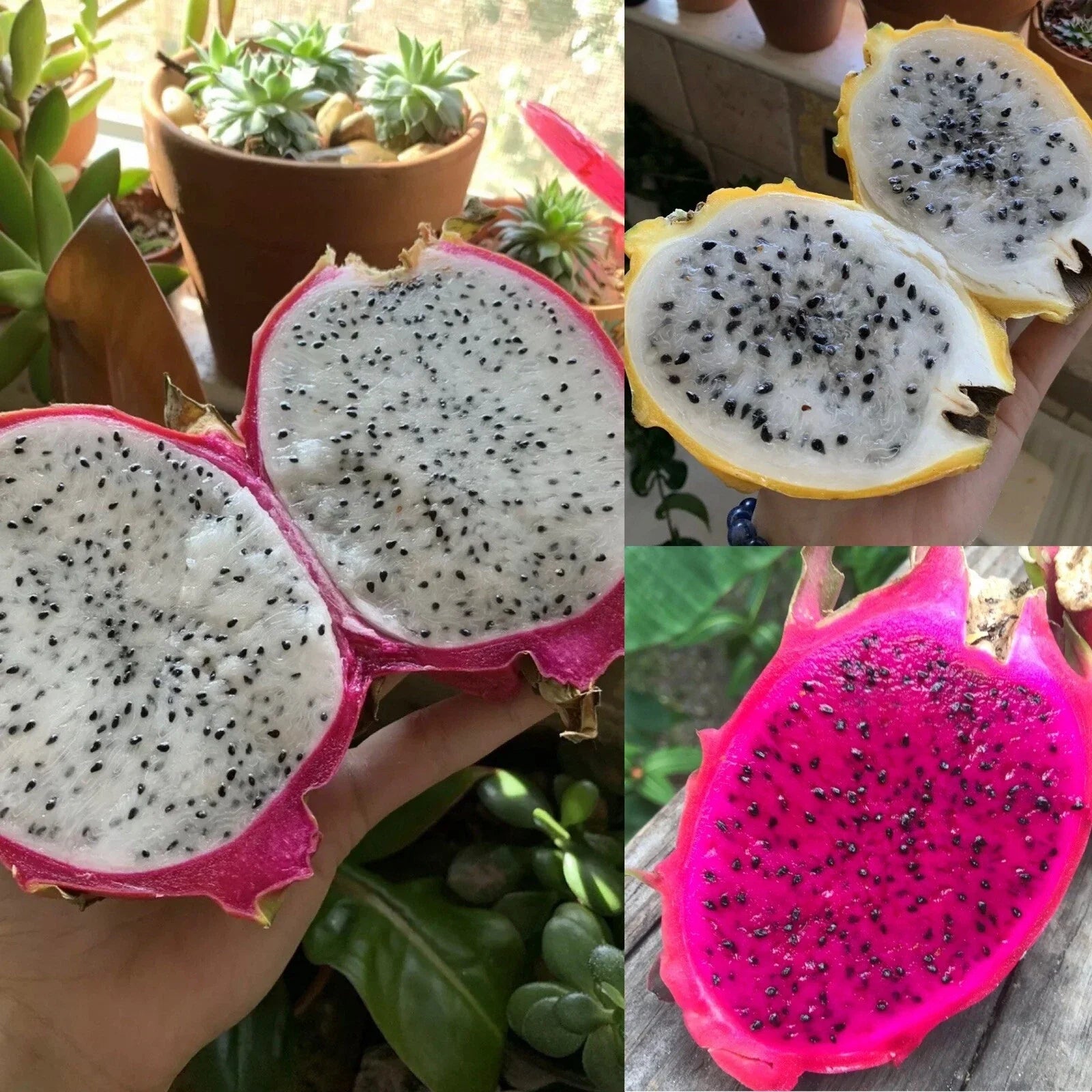 Dragonfruit Seeds Pack | Organic Non-GMO Hylocereus spp. | Red, Yellow & White Flesh Varieties for Garden