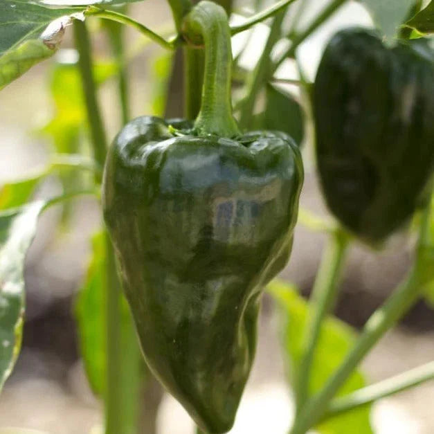 Poblano Pepper Seeds - Traditional Dark Green Mexican Variety - Mild Flavor - Capsicum annuum