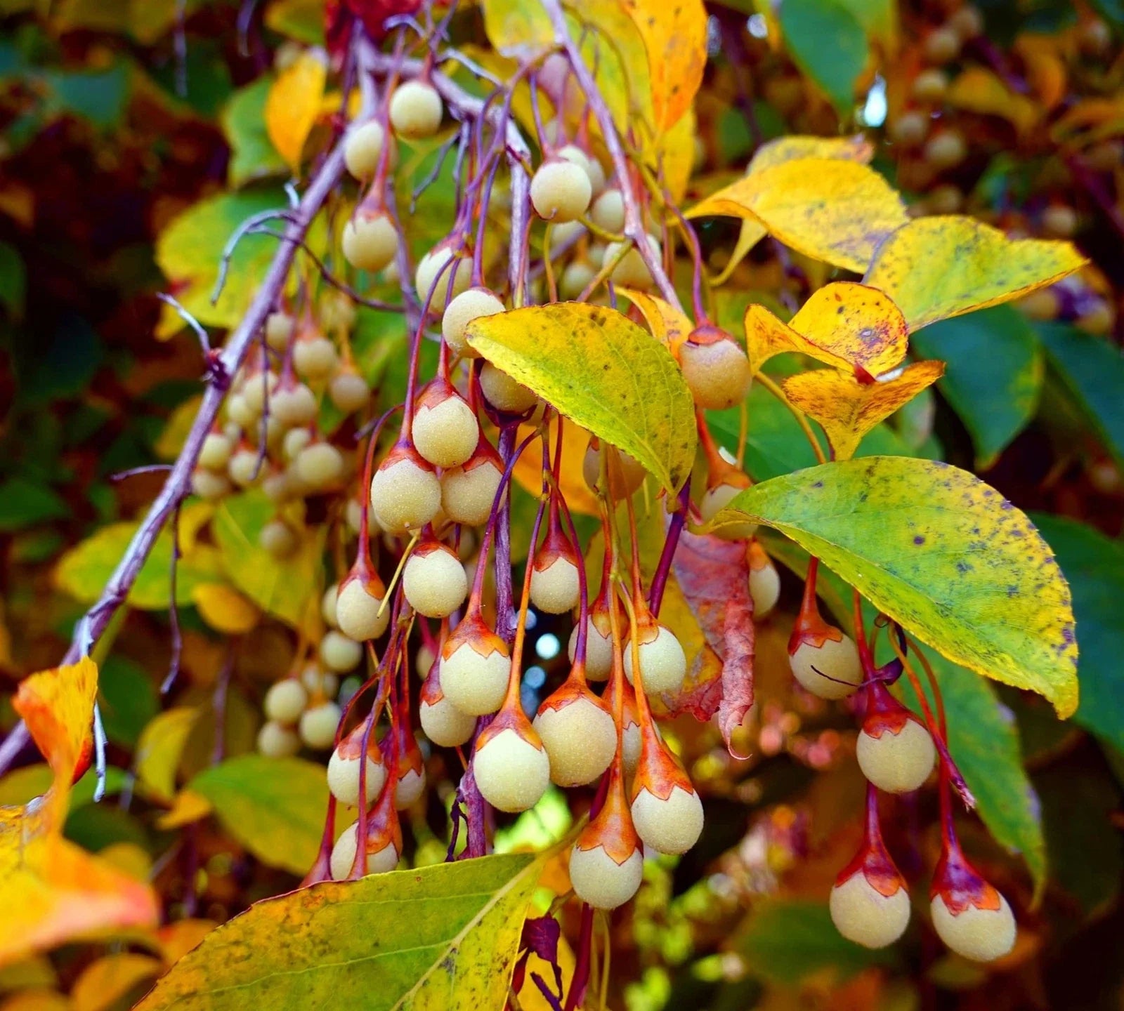 Japanese Snowbell Tree Seeds - 20 Pack - Styrax japonicus Ornamental Tree Seeds for Gardens and Landscaping