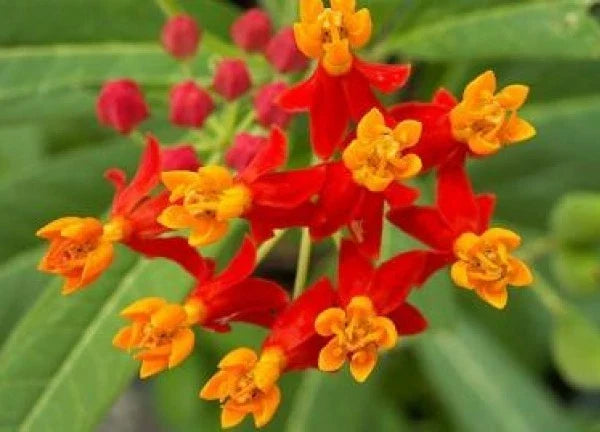 Bloodflower Seeds - 50 Pack Mexican Milkweed Asclepias curassavica for Pollinator Gardens & Butterfly Attracting