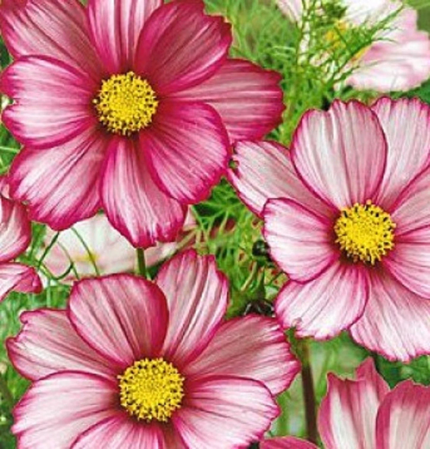 Cosmos Seeds - Candystripe, 100 Seeds, Colorful Striped Flowers, Cosmos bipinnatus for Garden, Borders, Containers