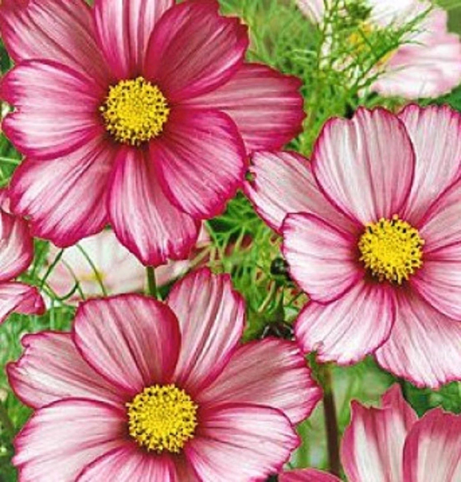 Cosmos Seeds - Candystripe, 100 Seeds, Colorful Striped Flowers, Cosmos bipinnatus for Garden, Borders, Containers
