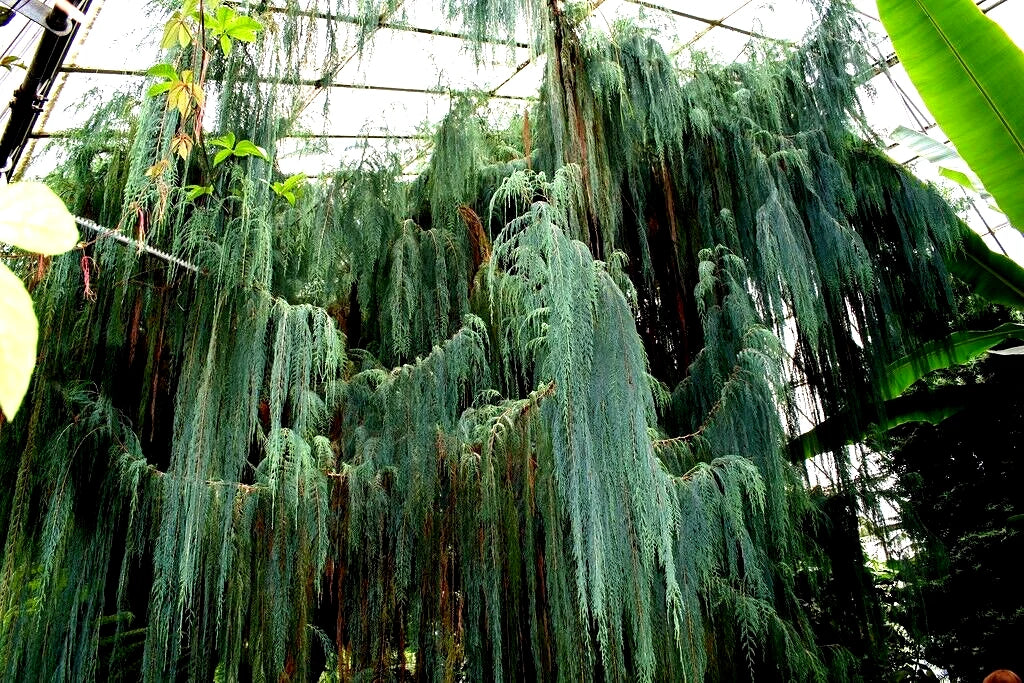 Kashmir Bhutan Weeping Cypress Tree Seeds - Blue Evergreen, Cupressus Cashmeriana, Landscape, Privacy Screen, Fast-Growing