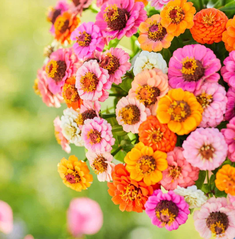 Zinnia Seeds Pack - Button Box Mix - Petite Dwarf Short - Non-GMO - 500 Seeds