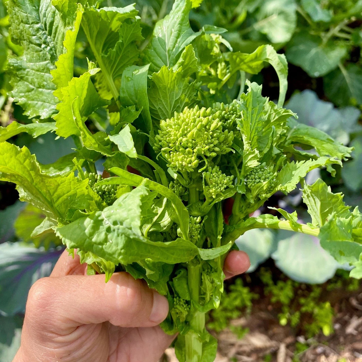 Broccoli Raab Seeds - 100 Pack - Spring Rapini - Brassica rapa - Non-GMO Heirloom Vegetable Seeds for Garden