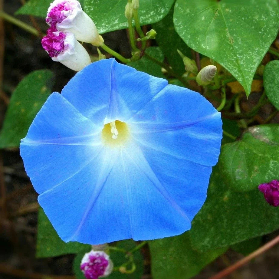 Heavenly Blue Morning Glory Seeds - 100+ Ipomoea tricolor Climbing Vine for Garden Trellises & Fences