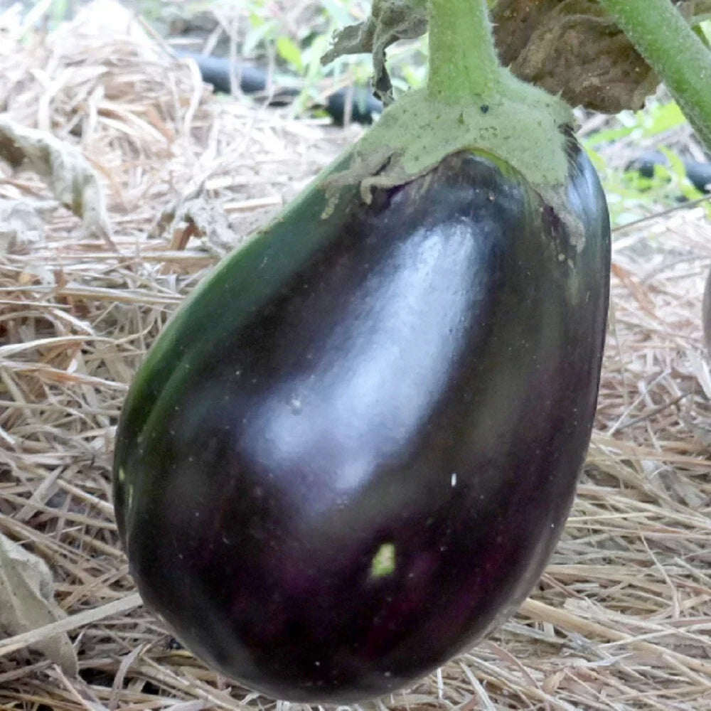 Black Beauty Eggplant Seeds | NON-GMO Heirloom Organic Vegetable Seeds