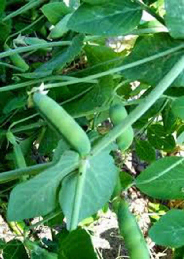 Heirloom Peas Seeds, Early Alaska Variety, 100+ Pisum sativum, Sweet Tender Peas for Fresh or Canning, Cool Weather Climbing Plant