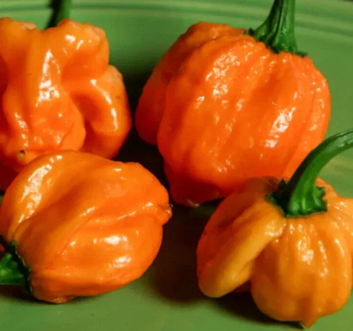 Orange Scotch Bonnet Pepper Seeds - 20+ Hot Caribbean Capsicum chinense