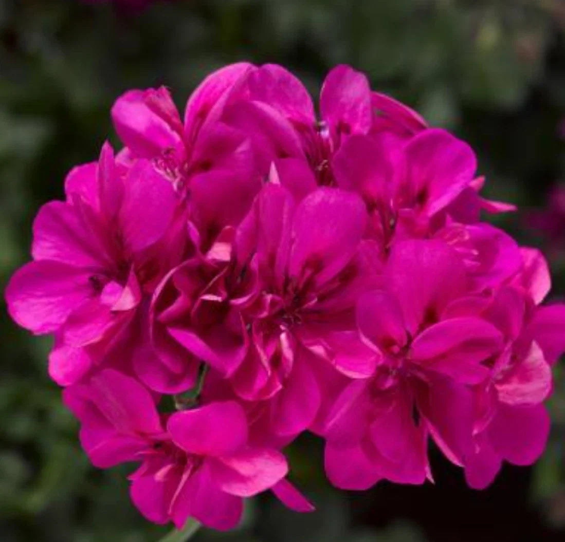 Geranium Ivy League Deep Pink Live Annual Plants, 4 Plugs, Pelargonium peltatum, Heat Tolerant, Ideal for Baskets & Containers