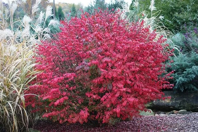 Burning Bush Plant - Live Bare Root Euonymus alatus Shrub with Red Foliage, Hardy Zones 4-8