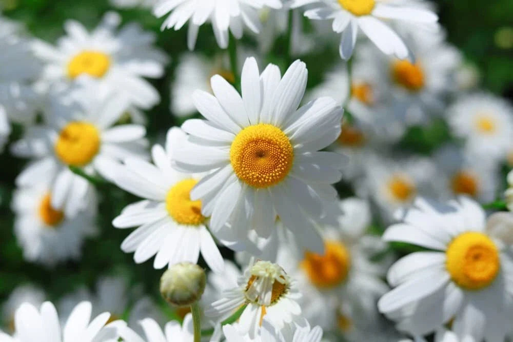 Roman Chamomile Seeds 500 Pack - Organic Herb Garden Anthemis nobilis for Ground Cover and Pollinator Attracting