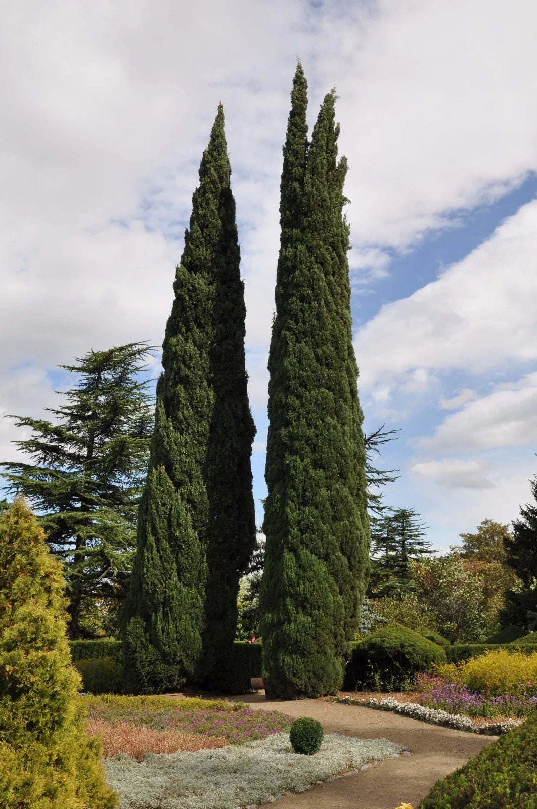 Italian Cypress Seeds - 25 Pack - Cupressus sempervirens - Mediterranean Evergreen Tree for Landscaping and Privacy Screening