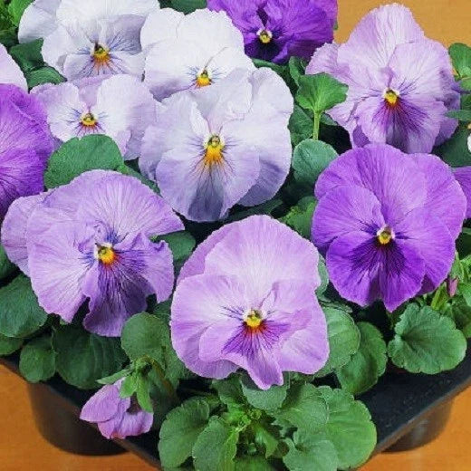 Pansy Seeds 50 Count Viola tricolor Character Clear Lavender Flower Seeds for Garden Borders & Containers