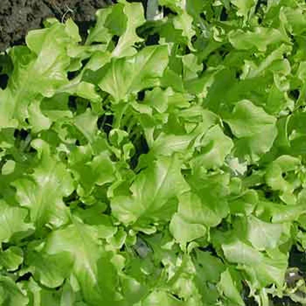 Green Salad Bowl Lettuce Seeds - Organic Non-GMO Cutting Variety - Lactuca sativa for Fresh Greens & Salad Gardens