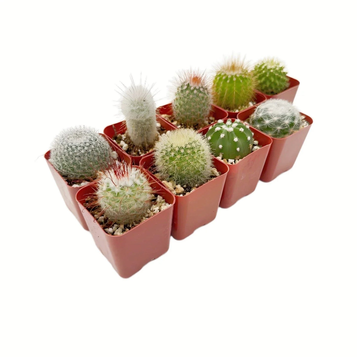 Live Cactus Collection of 9 Succulent Indoor Outdoor Plants – Varied Sizes, Cactaceae, Easy Care