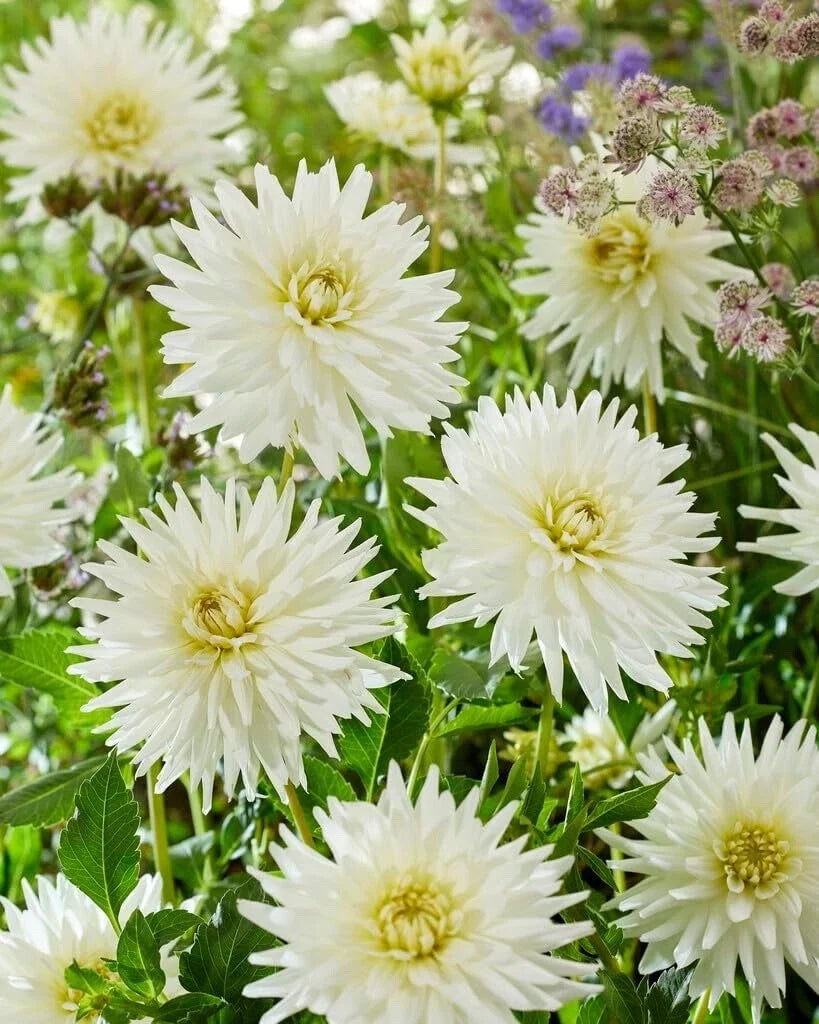 Dahlia Tubers for Planting, My Love Variety, Premium Quality, Dahlia pinnata, Vibrant Pink & White Flowers
