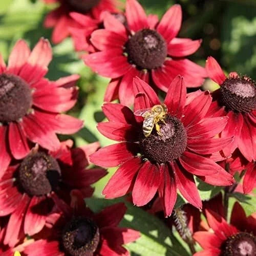 Cherry Brandy Gloriosa Black-eyed Susan Daisy Seeds – 200+ Rudbeckia hirta Flower Seeds for Garden, Borders, Containers