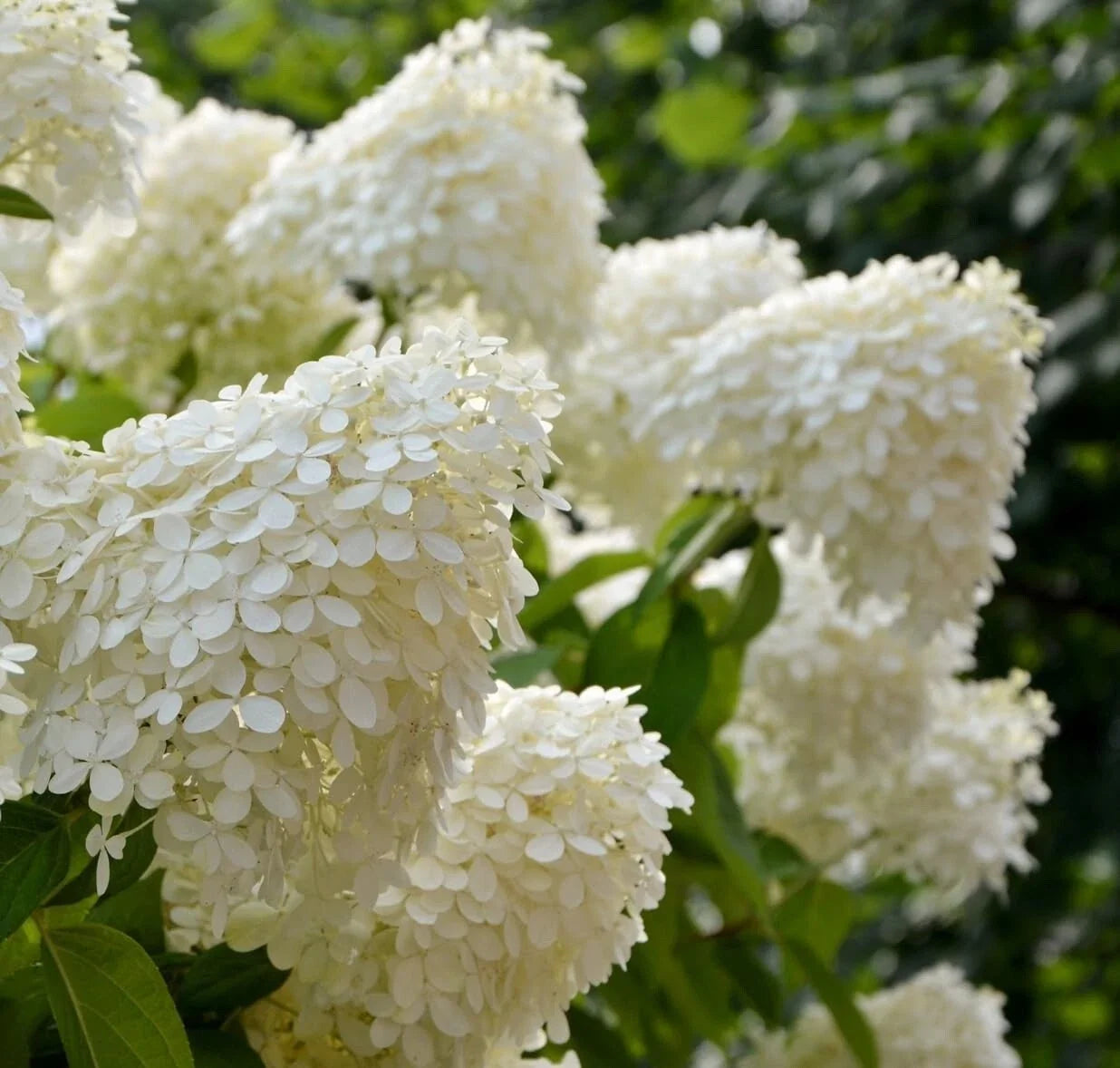 White Hydrangea Seedlings for Planting, 4-Inch Pots, Hydrangea macrophylla, Deciduous Shrubs for Garden Borders