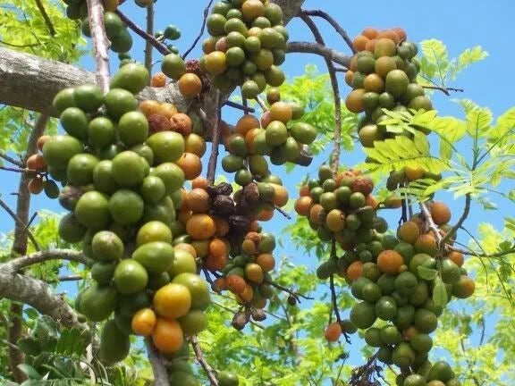 Hog Plum Cuttings 8-10" Jamaican Red Coat Plum Spondias purpurea Tropical Fruit Plant for Garden or Propagation