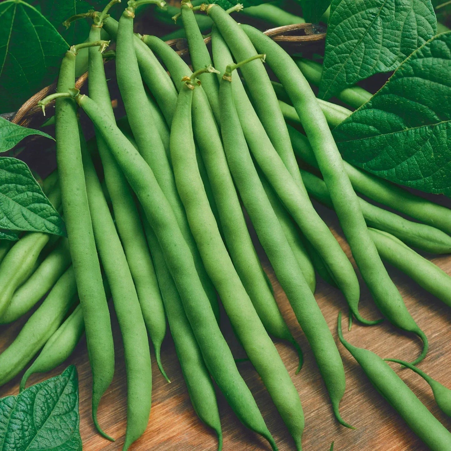 Green Bean Seeds Pack - Non-GMO Vegetable Seeds for Home Garden, Bush Type, Phaseolus vulgaris, 5 Seeds