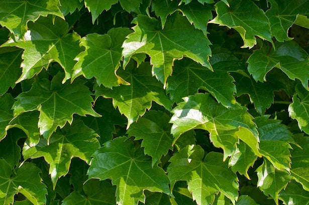 Boston Ivy Climbing Vine Seeds - 100 Pack - Parthenocissus tricuspidata for Gardens & Trellises