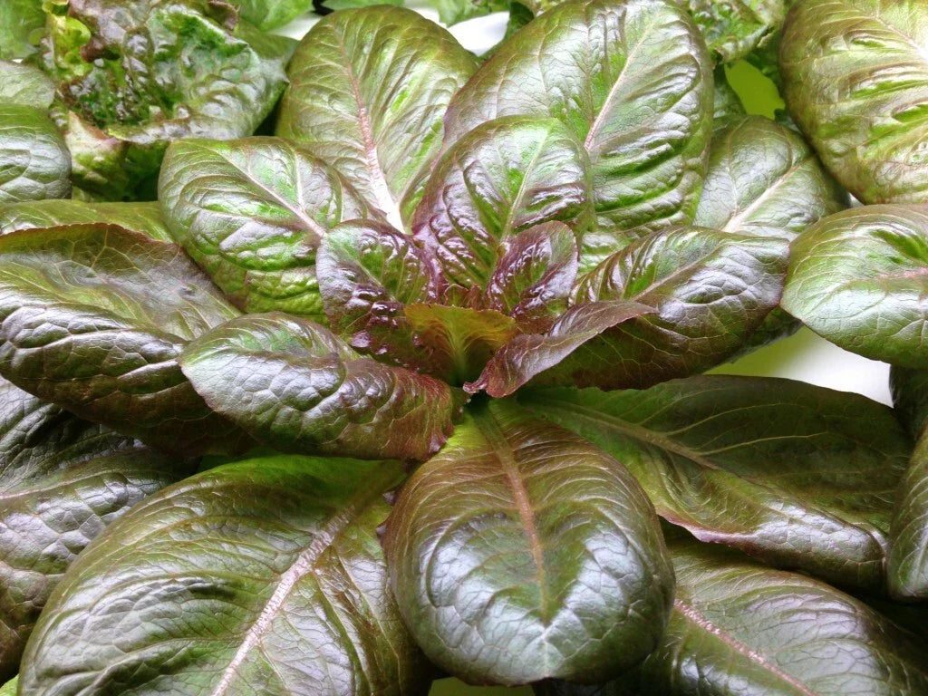 Rouge D'Hiver Lettuce Seeds - Non-GMO Red Romaine Winter Variety