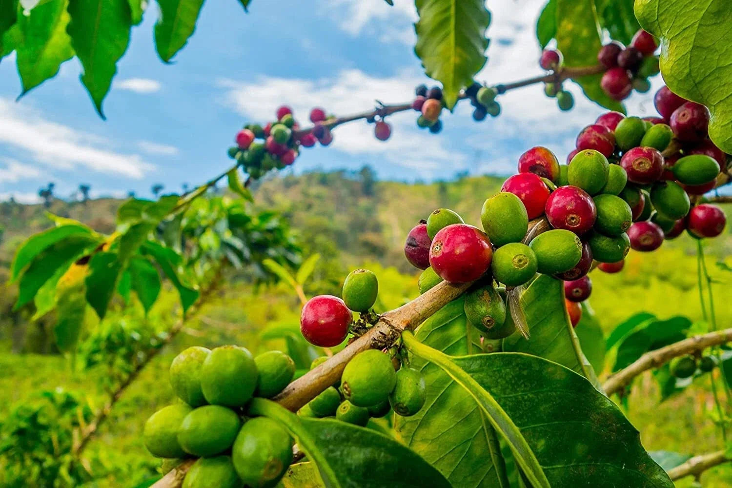 Arabica Coffee Tree Seeds - Indoor Houseplant - Coffea arabica - Exotic Gardening Seeds for Home Cultivation