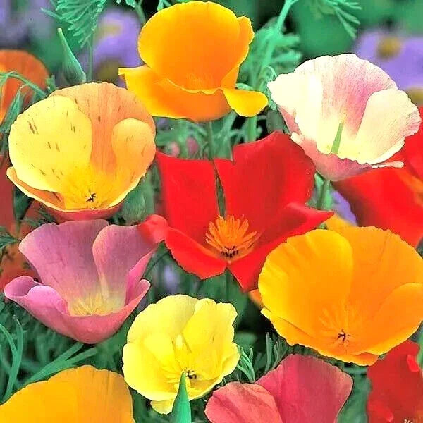 California Poppy Seeds Spring Mix - 400+ Deer Resistant Wildflower Seeds for Hummingbirds