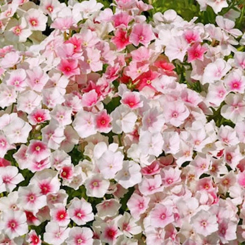 Blushing Bride Phlox Seeds | Perennial Flower Seeds | Pink & White Blooms | Phlox paniculata | Bee-Friendly Garden Plant