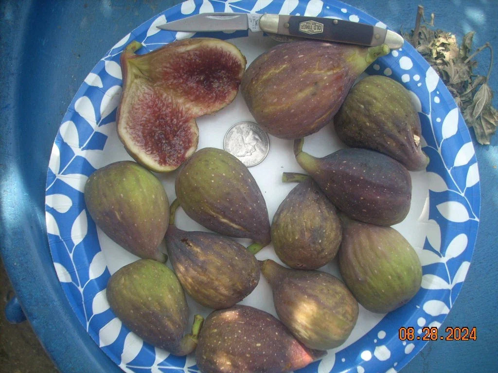 Longue D'Aout Fig Tree Cuttings Set – 5 Pcs, Large Sweet Figs, Ficus carica, Garden & Patio Planting