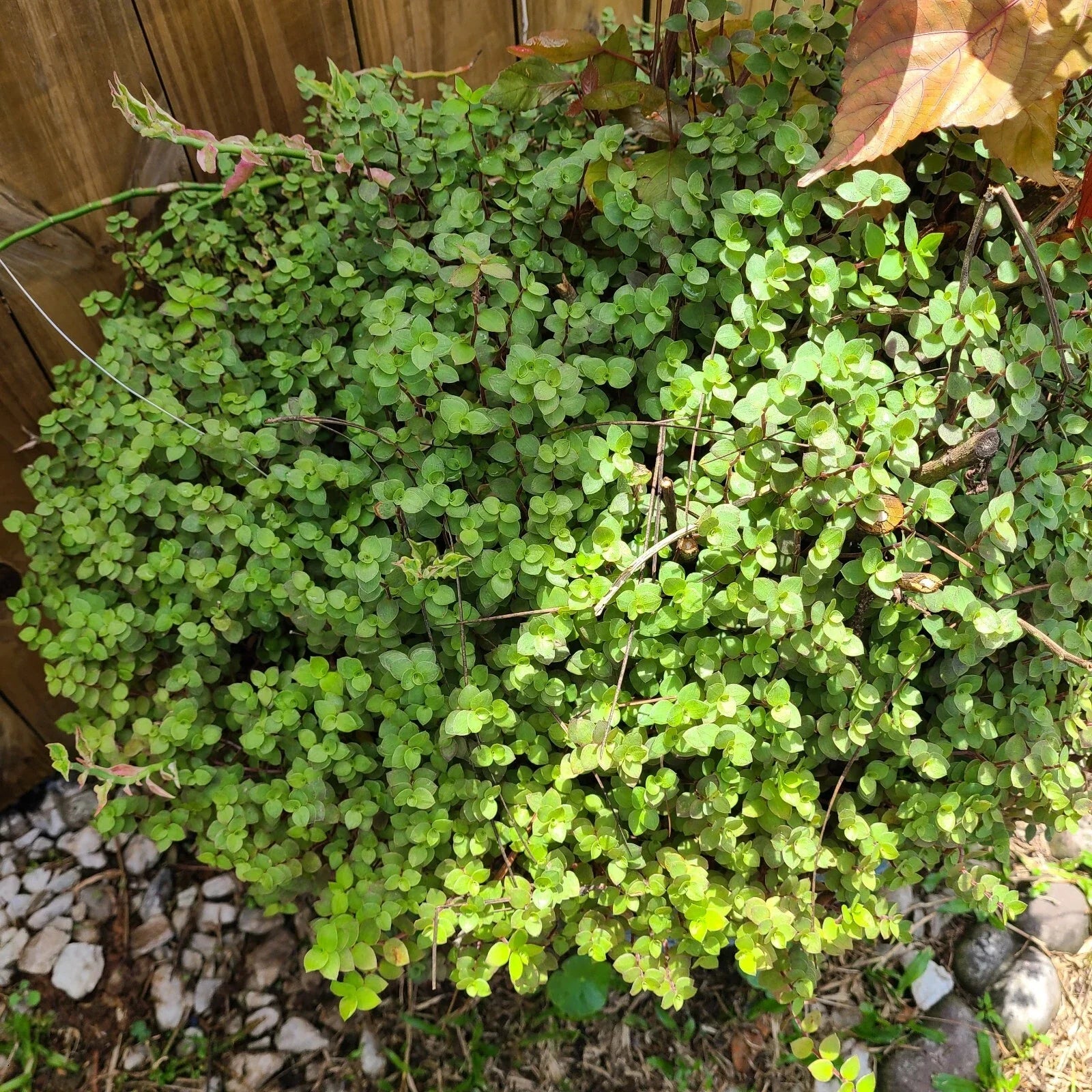 Dwarf Bolivian Calisia Repens Plant Cuttings - 40 Rooted Callisia repens for Indoor Gardening & Terrariums