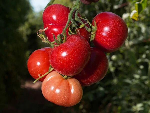 Tomato Seeds - Rutgers Heirloom Variety - Solanum lycopersicum - High Yield, Disease Resistant, Organic Gardening