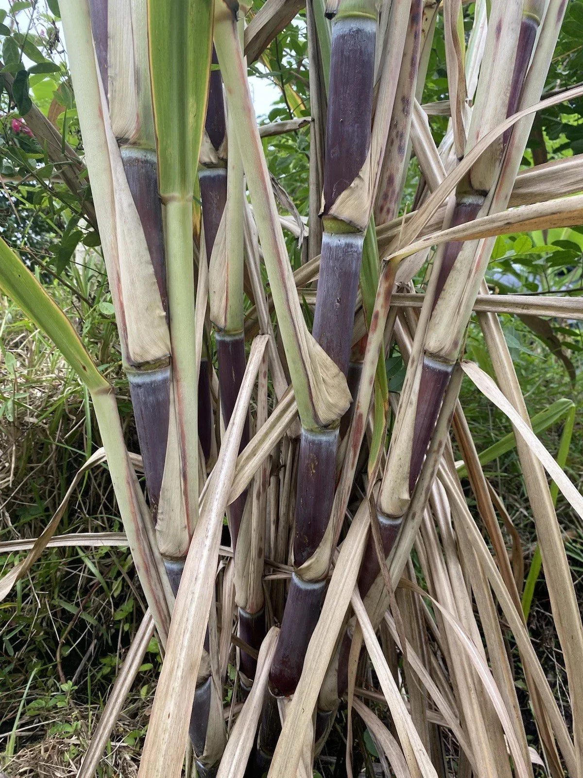Organically Grown Sugar Cane Cuttings - 3 Large Pieces, Sweet Variety Saccharum officinarum