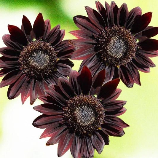 Chocolate Cherry Sunflower Seeds - Packets of Helianthus annuus with Dark Maroon Petals, Edible Seeds, Full Sun, Tall Annual