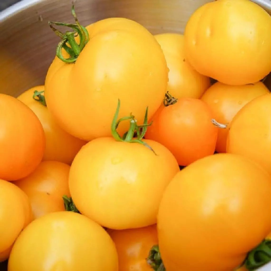 Golden Jubilee Tomato Seeds 100 Ct Heirloom Non-GMO Vegetable Seeds