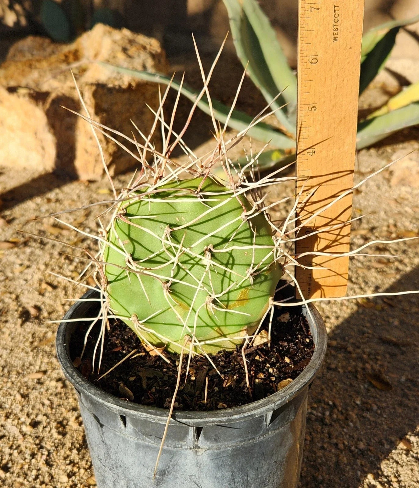 Opuntia Sulphurea Prickly Pear Cactus Pad Cutting - Live Rooted Segment for Drought-Resistant Garden, Succulent, Xeriscaping