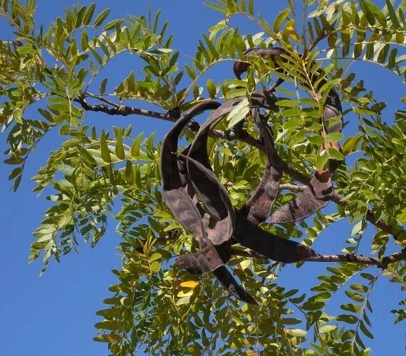 Honey Locust Seeds 15+ Gleditsia triacanthos Drought-Tolerant Fast-Growing Tree Seeds for Landscaping