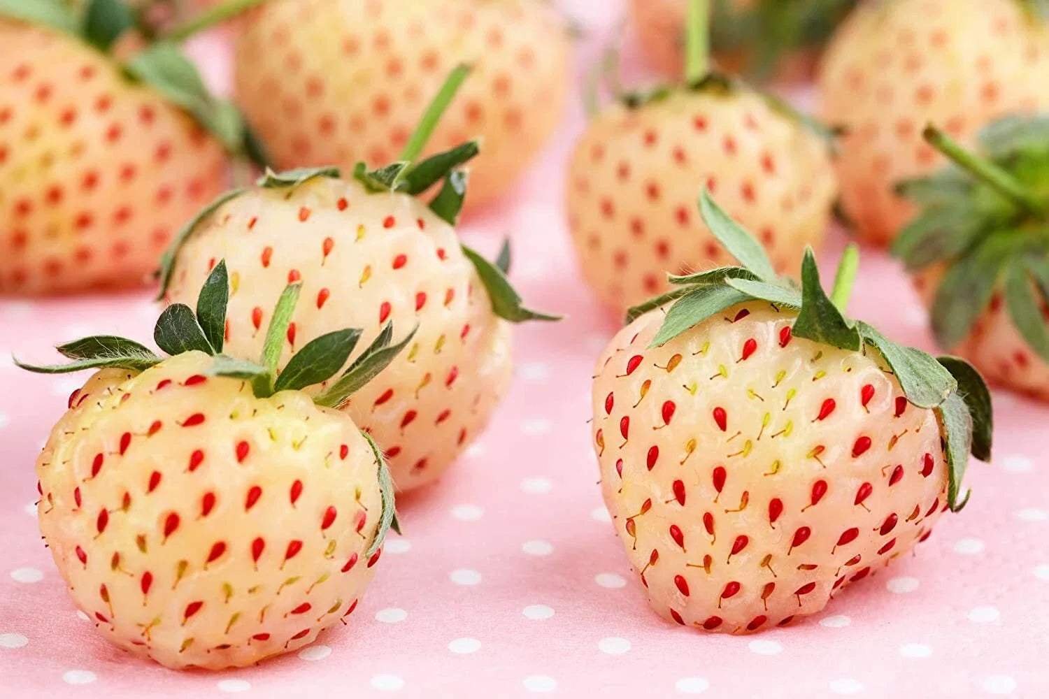 White Strawberry Seeds - 500 Pineberry Non-GMO USA Grown for Garden & Container Planting