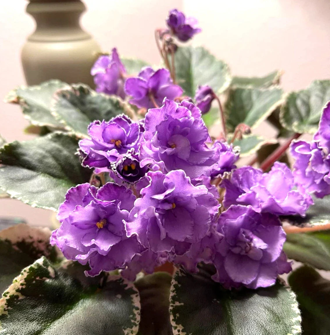 African Violet Leaves 2 Pack Hunter's Momma Jo Saintpaulia ionantha for Propagation and Plant Collection