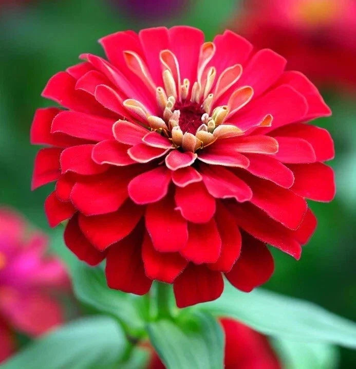 Cherry Queen Zinnia Seeds - 50 Pack - Red Double Flowers - Attracts Butterflies - Zinnia elegans Seed Pack