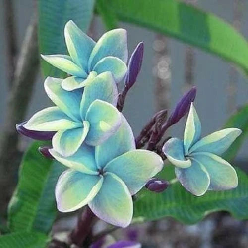 Blue Plumeria Seeds - 5 Perennial Flower Seeds - Plumeria rubra - Tropical Garden, Blue Blooms, Fragrant, Easy to Grow