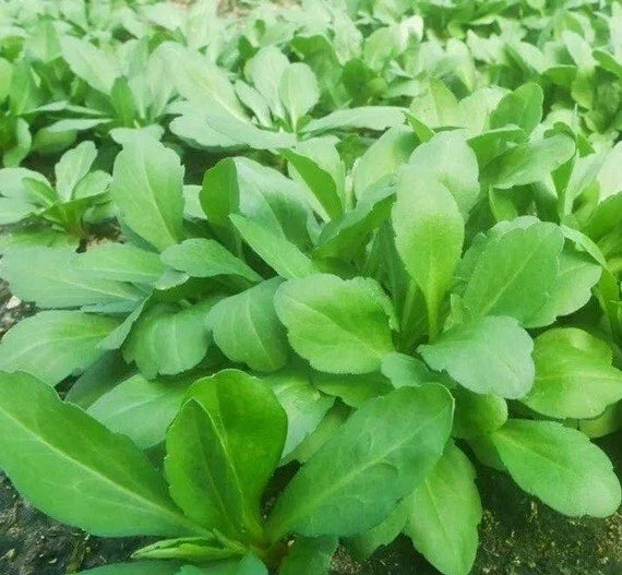 Well-Rooted Indian Aster Plant Kalimeris Indica 2 Years Old Live Garden Flower